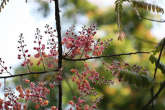 Cassia grandis